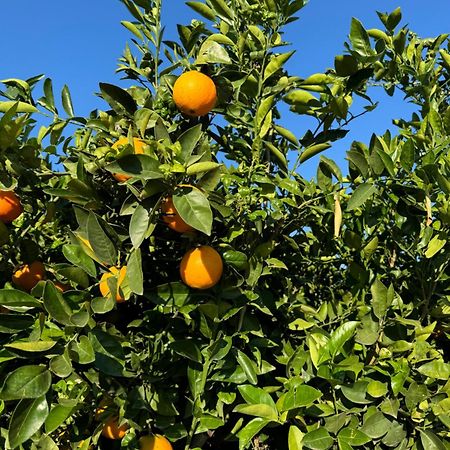 Finca Malata Turis Bagian luar foto